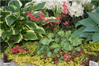 c5ac3d57-IMG_7194 heucera.jpg